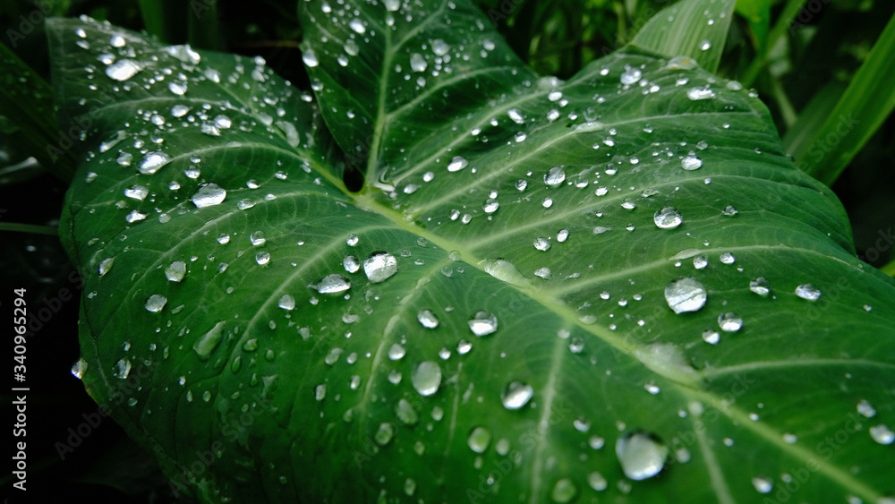 Spots of water droplets when it rains on the face of the leaf Spots of water droplets when it rains on the face of the leaf