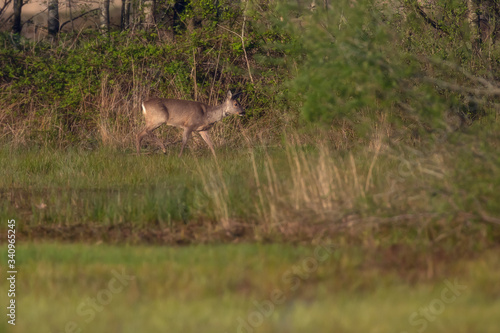 Alert roe deer doe walking back to bushes.