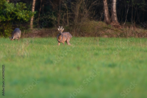 Grazing young roe deer in forest meadow.