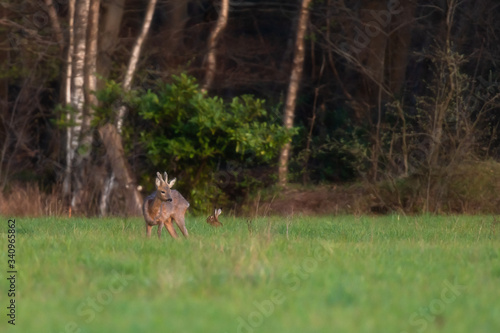 Alert young roebuck and a hare in forest meadow.