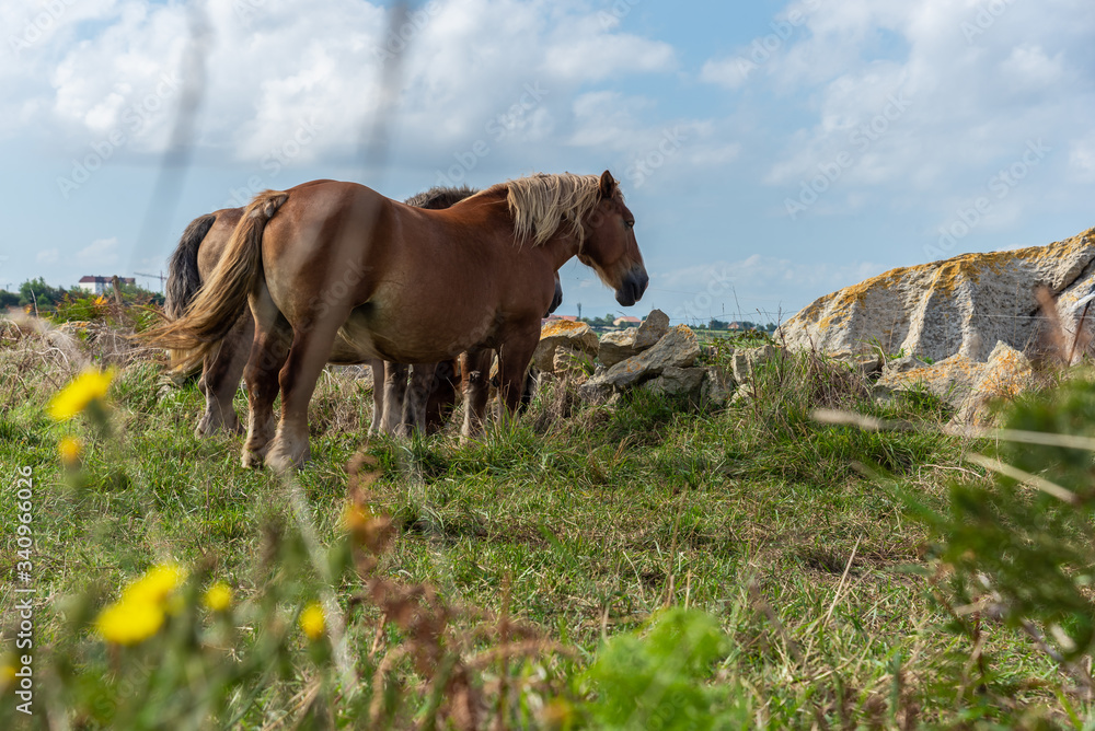 Herd of horses grazing on meadow in sunny day Herd of horses grazing on meadow in sunny day