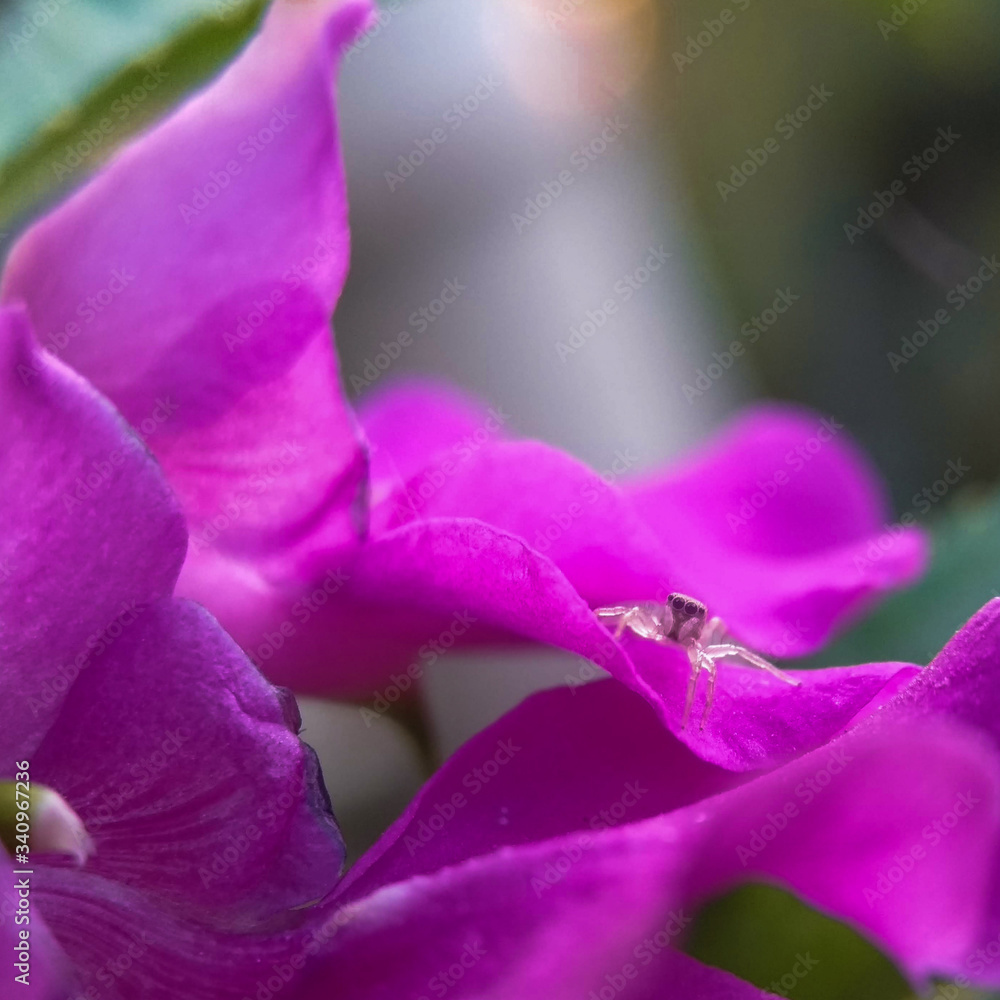 Naklejka premium close up of a flower
