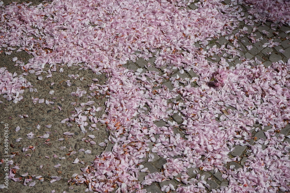 Straßenboden mit japanischen Kirschblüten im Sonnenlicht Straßenboden mit japanischen Kirschblüten im Sonnenlicht