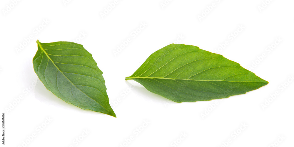 fresh basil leaves isolated on white background fresh basil leaves isolated on white background