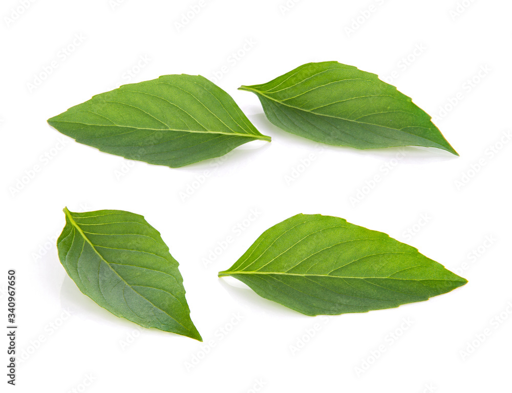 fresh basil leaves isolated on white background fresh basil leaves isolated on white background