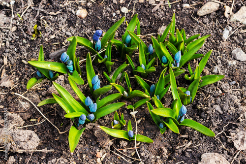 The first spring blue flowers of Scilla siberica scilla. Step-by-step observation of flower growth. Step 1. Botany. Selective focus. Blue beautiful delicate flowers Siberian needles. photo