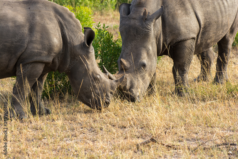 White Rhino (Ceratotherium simum) in open bushland in the Timbavati Reserve, South Africa White Rhino (Ceratotherium simum) in open bushland in the Timbavati Reserve, South Africa