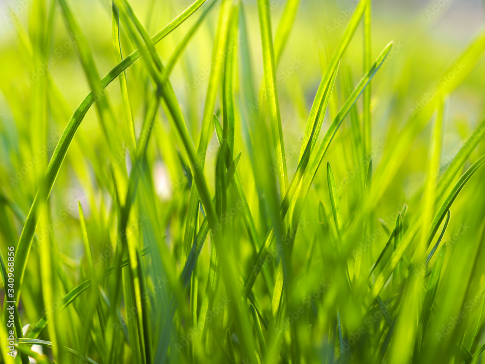 Green grass with sulight in the morning on the meadow. Texture, background. Springtime and nature concept, freshness. Out of focus image. Green grass with sulight in the morning on the meadow. Texture, background. Springtime and nature concept, freshness. Out of focus image.
