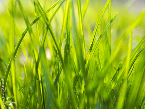 Green grass with sulight in the morning on the meadow. Texture, background. Springtime and nature concept, freshness. Out of focus image.