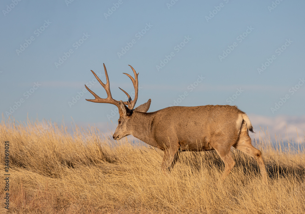 Fototapeta premium Mule Deer Buck in Colorado in the Rut in Autumn