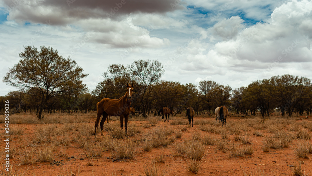 Wild horses in a Aboriginal comunity, in the Tanami desert of Australia. Wild horses in a Aboriginal comunity, in the Tanami desert of Australia.