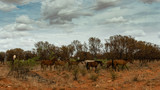 Wild horses in a Aboriginal comunity, in the Tanami desert of Australia.