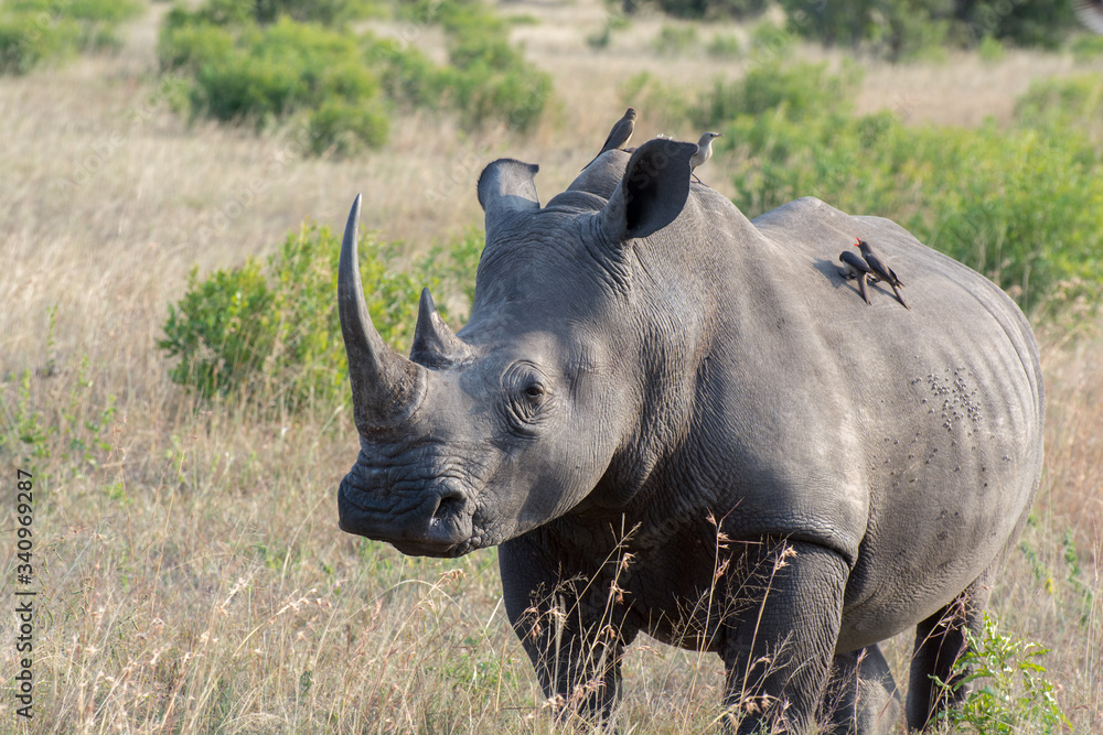 Obraz premium White Rhino (Ceratotherium simum) in open bushland in the Timbavati Reserve, South Africa