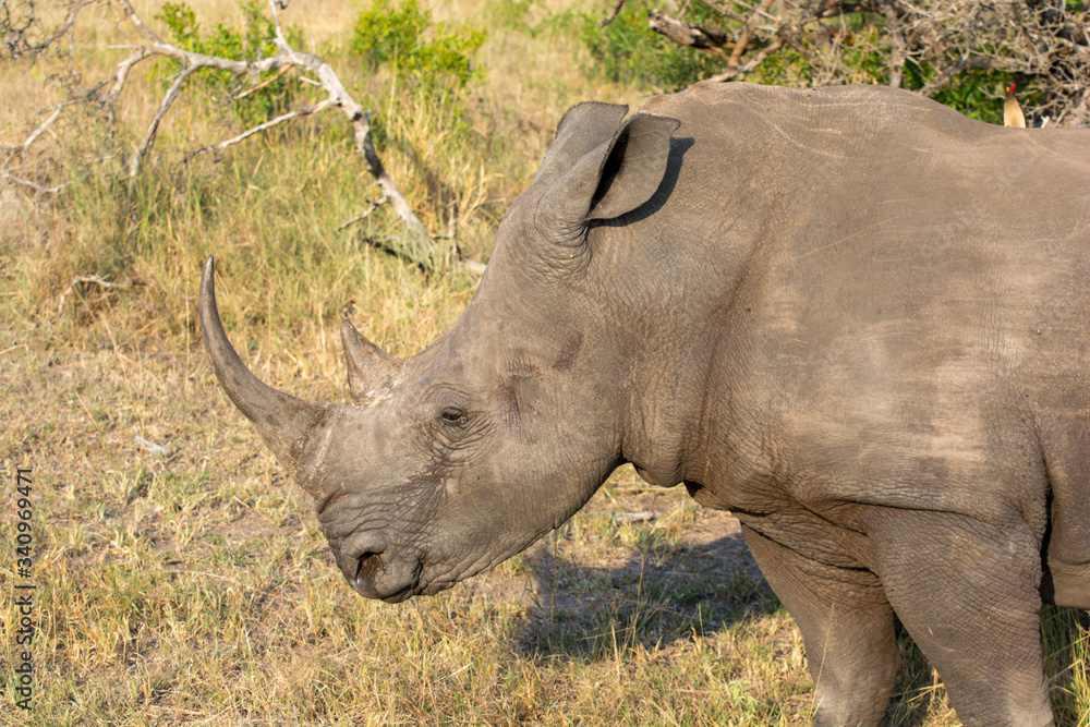 White Rhino (Ceratotherium simum) in open bushland in the Timbavati Reserve, South Africa White Rhino (Ceratotherium simum) in open bushland in the Timbavati Reserve, South Africa