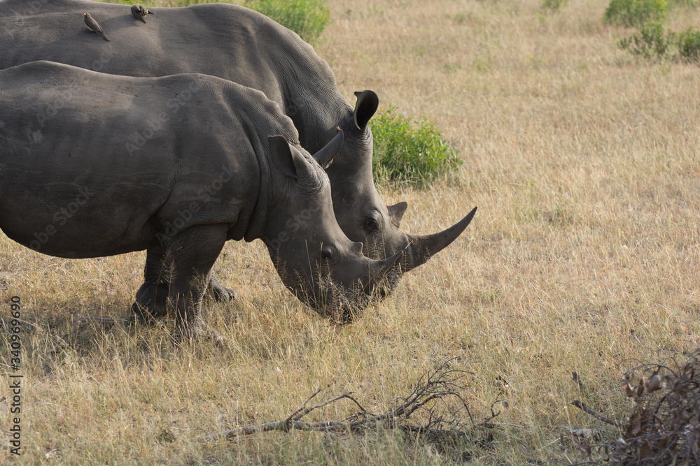 White Rhino (Ceratotherium simum) in open bushland in the Timbavati Reserve, South Africa White Rhino (Ceratotherium simum) in open bushland in the Timbavati Reserve, South Africa