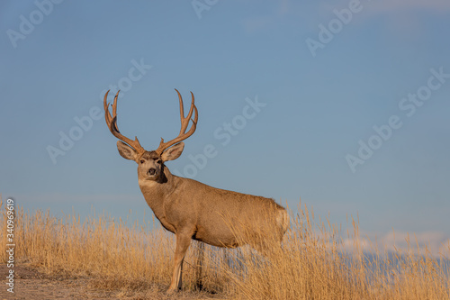 Mule Deer Buck in Colorado in the Rut in Autumn