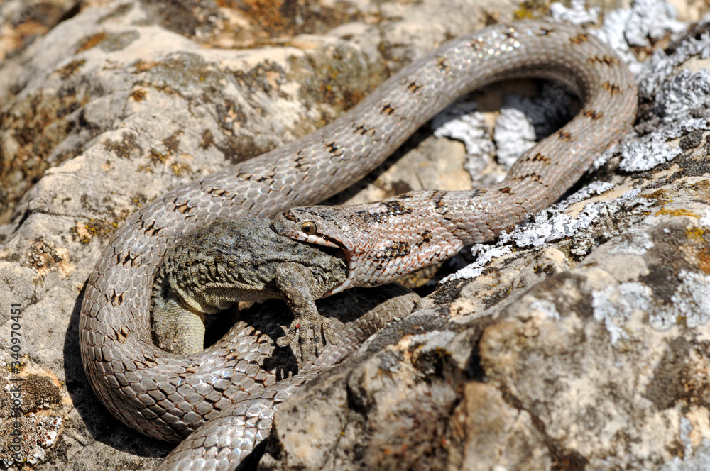 schlange-frisst-einen-gecko-snake-feeds-a-gecko-girondische