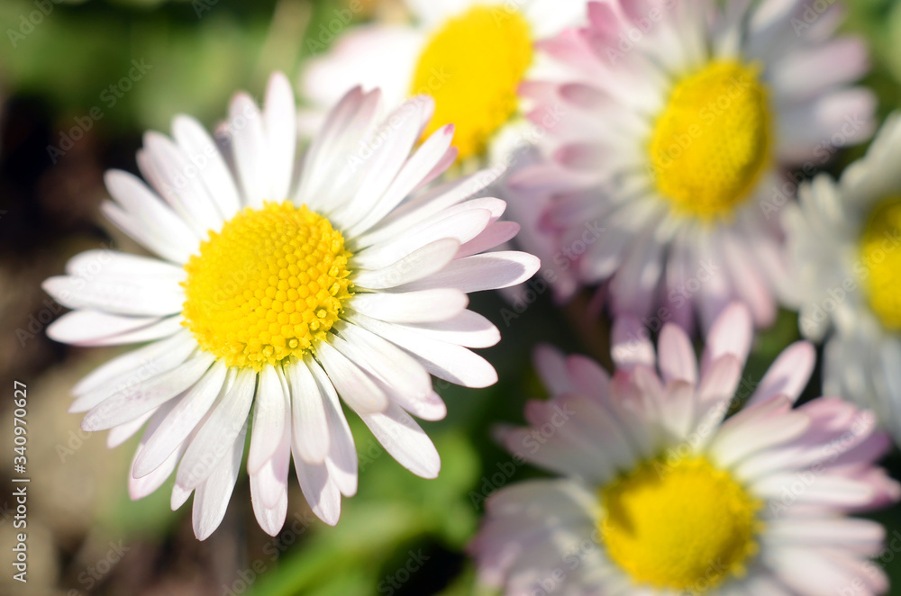 Daisy flower on green meadow