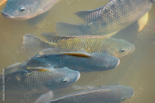 Many tilapia pop up to breathe on the surface because of lack of oxygen. Because of the weather. Dirty Oxygen Water in Water

