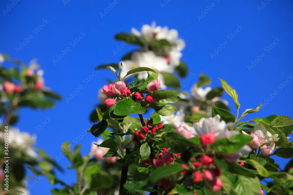 Obraz premium Holzapfelblüte