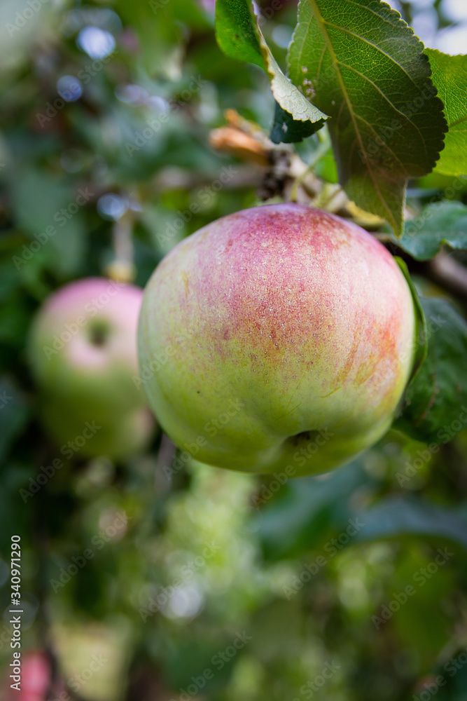Apple tree spring. An apple on a branch surrounded by green leaves Apple tree spring. An apple on a branch surrounded by green leaves