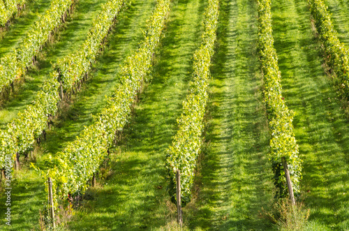 Surrey, UK: Rows of vines in an English vineyard
