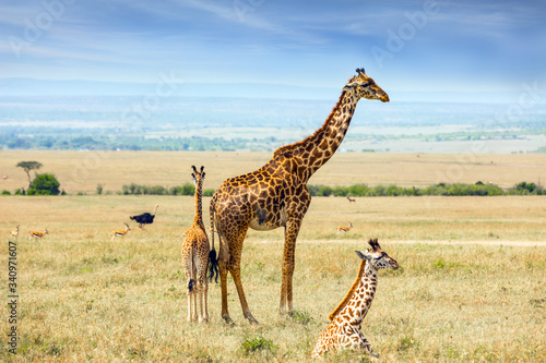 Charming giraffe families with small horns