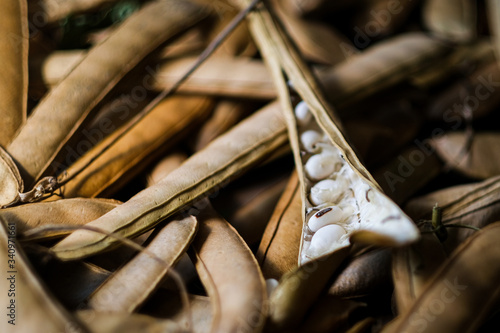 White bean seeds with pod photo