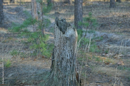 a piece of old one gray broken tree stands in dry grass among green pines in the forest