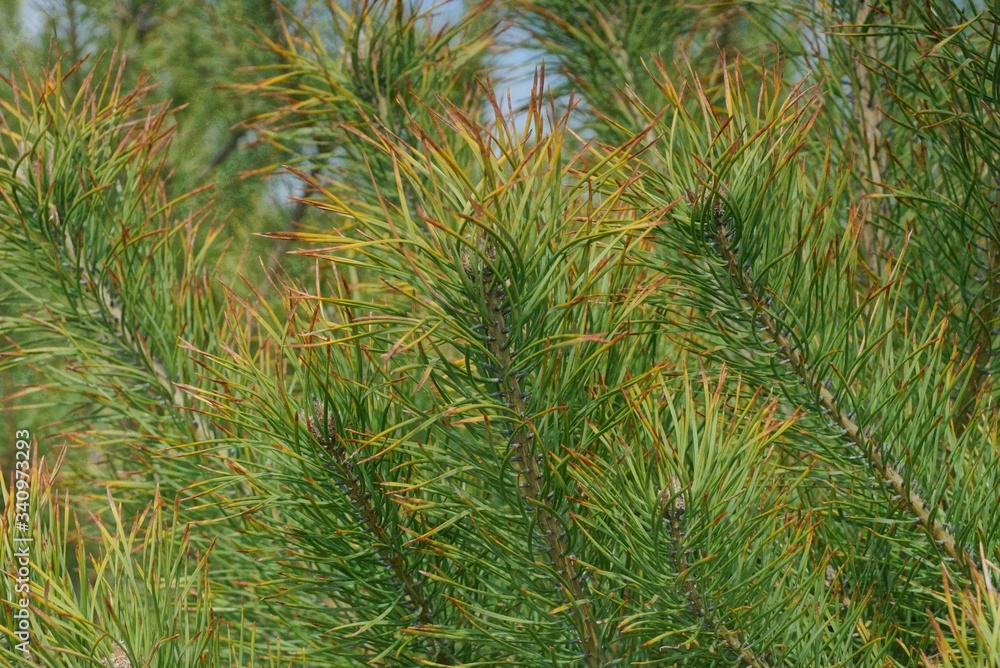green coniferous branch on a pine tree in nature on a sunny day green coniferous branch on a pine tree in nature on a sunny day