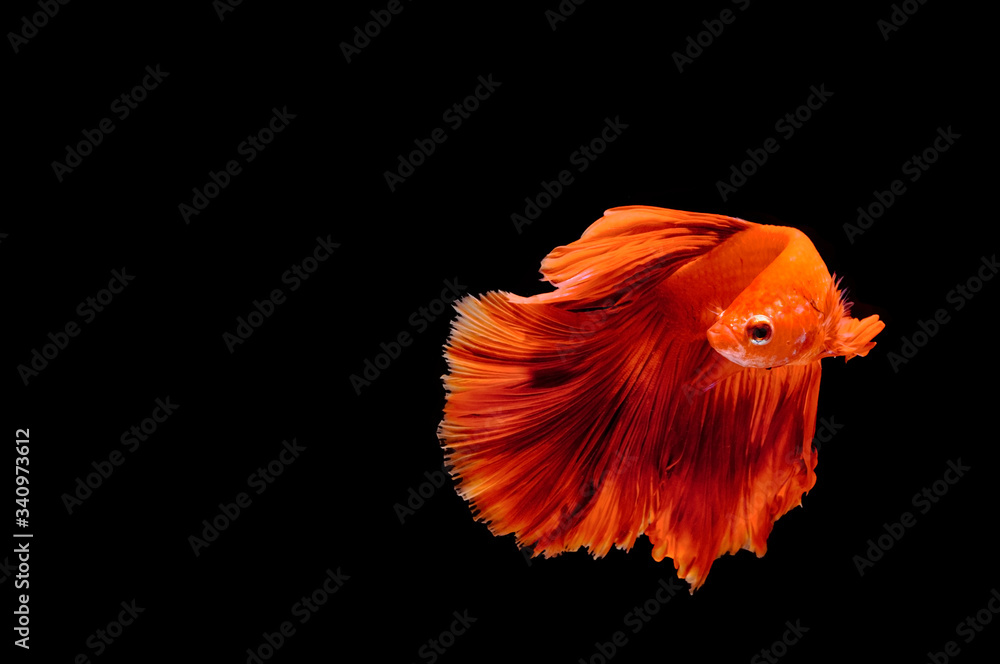 Thai fighting fish moving dancing action with nice halfmoon tail fin, multicolor on black background. Thailand siamese fighting fish. Thai fighting fish moving dancing action with nice halfmoon tail fin, multicolor on black background. Thailand siamese fighting fish.