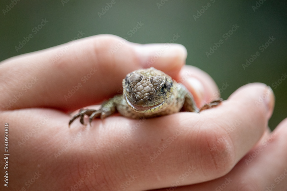 lizard in hand