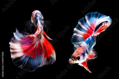 Thai fighting fish moving dancing action with nice halfmoon tail fin, multicolor on black background. Thailand siamese fighting fish.