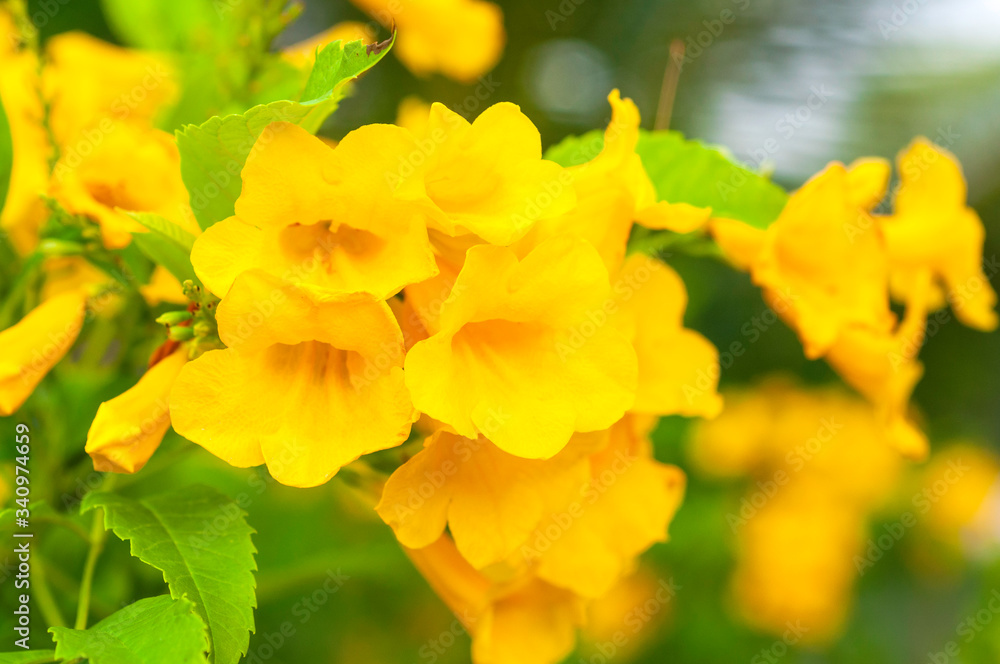 Fresh yellow flowers with blur background in public garden Bangkok, Thailand. Fresh yellow flowers with blur background in public garden Bangkok, Thailand.