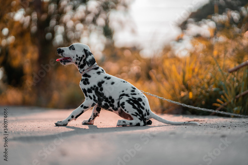  Dogs running in the streets