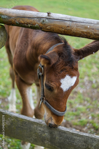 baby horse © Elika