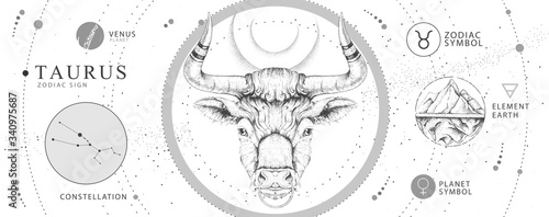 Modern magic witchcraft card with astrology Taurus zodiac sign. Realistic hand drawing bull head. Zodiac characteristic