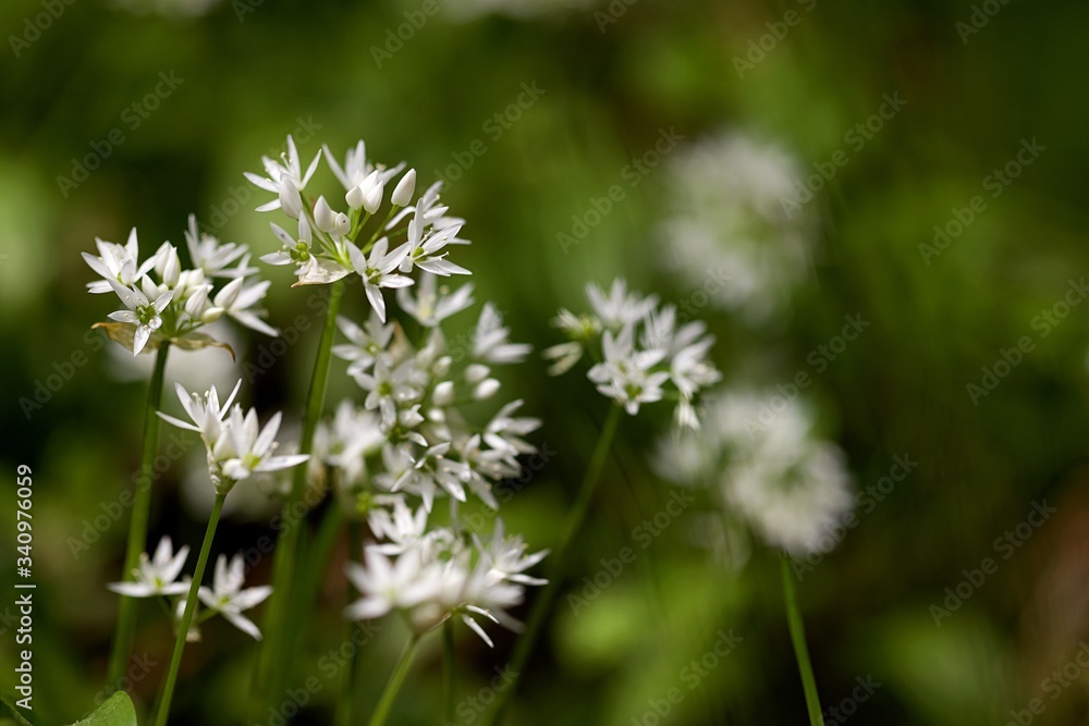 Ail des ours Ail des ours