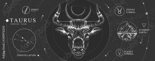 Modern magic witchcraft card with astrology Taurus zodiac sign. Realistic hand drawing bull head. Zodiac characteristic