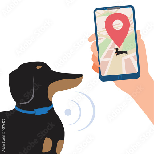 GPS collar on a dachshund and a smartphone in hand to control the location of the dog on the map, flat vector stock illustration with pet isolated on white background