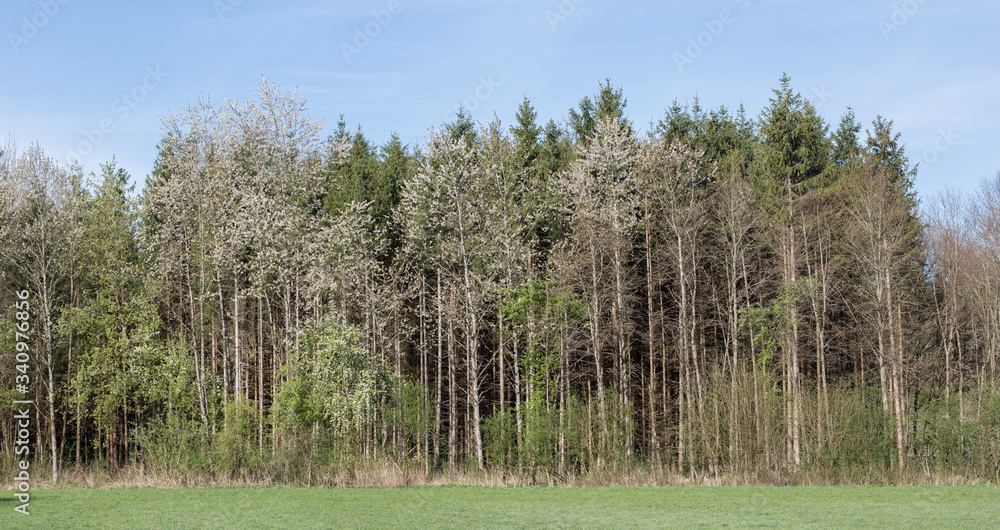 Panorama of forest with deciduous and coniferous trees during springtime Panorama of forest with deciduous and coniferous trees during springtime