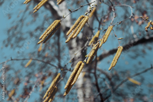 
Spring. April. Birch catkins against the blue sky.