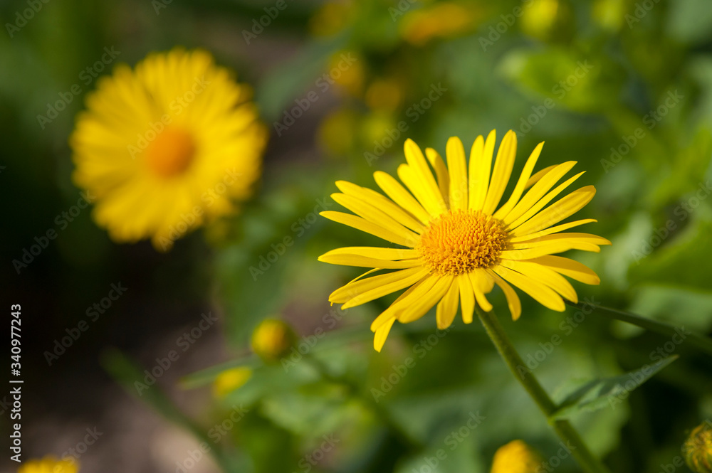 Fototapeta premium yellow camomile on a green background