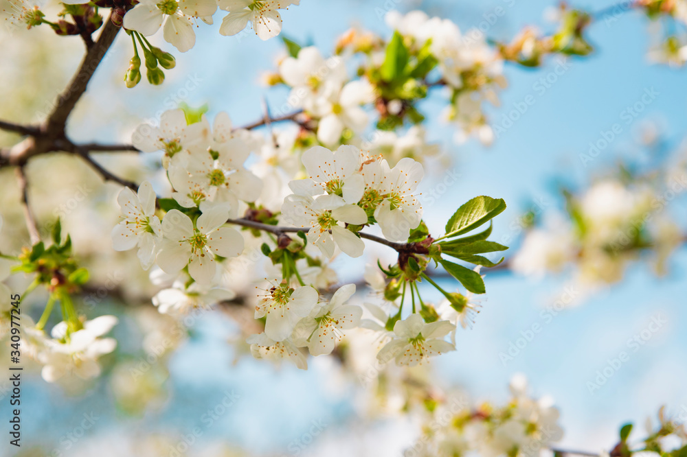blooming cherry tree blooming cherry tree
