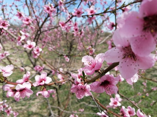 pink cherry blossom © Олександр Шпінь