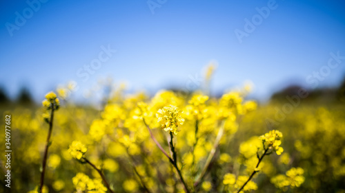 field of vibrant yellow rapeseed flowers