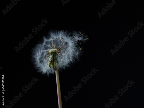 dandelion on black background