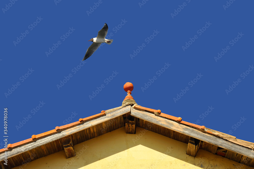 Le toit et la mouette à Gruissan (11430), département de l' Aude en région Occitanie Le toit et la mouette à Gruissan (11430), département de l' Aude en région Occitanie