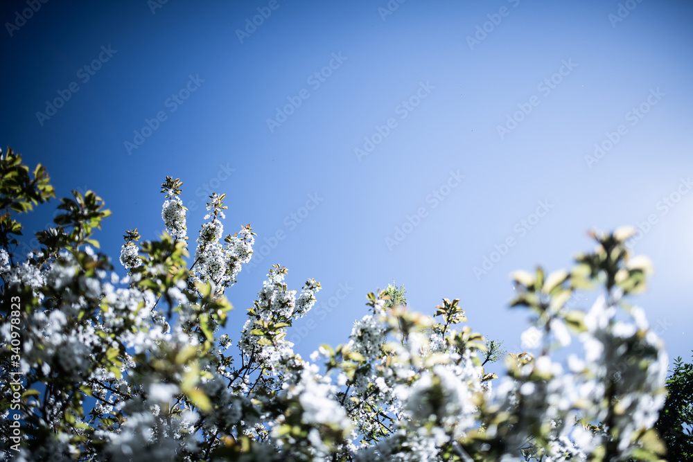 beautiful spring blossom against the sky beautiful spring blossom against the sky