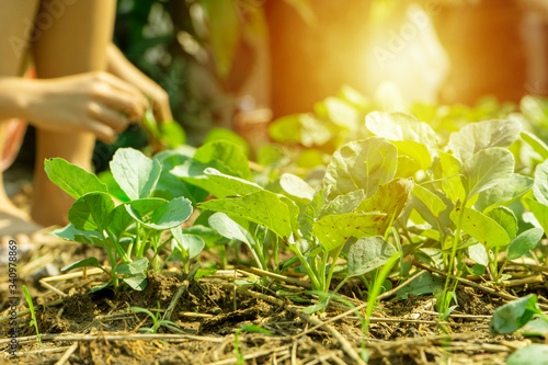 Closeup group of young Chinese brocolies grow in the vegetable garden at backyard of house with blurred girl harvesting and light sunrise in background photo